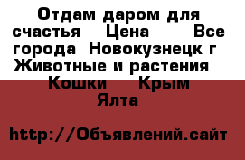 Отдам даром для счастья. › Цена ­ 1 - Все города, Новокузнецк г. Животные и растения » Кошки   . Крым,Ялта